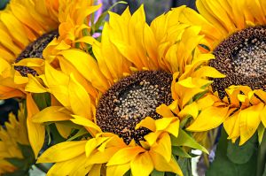 Florence Sunflowers